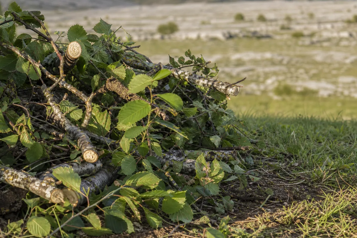 Tas de branches et de tailles de haie fraîchement coupées au bord d’un jardin de campagne